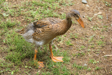 young runner duck in the meadow of the farm