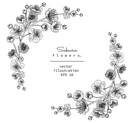 Sketch Floral Botany Collection. Cherry blossom Sakura flower drawings. Black and white with line art on white backgrounds. Hand Drawn Botanical Illustrations.Vector. © b.illustrations