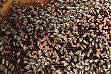 Colony of bees on the hive frame