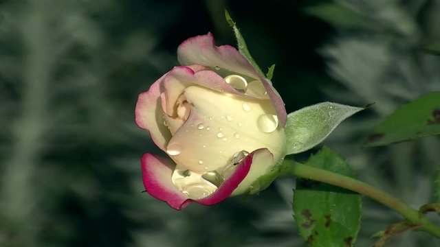 Edel mit Wassertropfen ist die Rose "Prince of Monaco" verziert