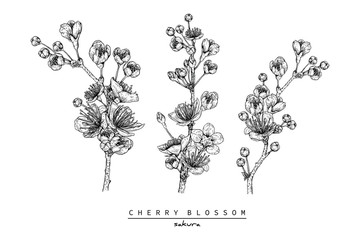 Sketch Floral Botany Collection. Cherry blossom Sakura flower drawings. Black and white with line art on white backgrounds. Hand Drawn Botanical Illustrations.Vector.