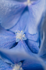 Obraz na płótnie Canvas white flowers on blue background, hydrangea, flower, bouquet, 