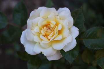 ROSA CON TONOS AMARILLOS EN PRIMER PLANO. LOS PÉTALOS COMIENZAN A ESTAR MARRONES EN EL BORDE POR LO QUE LA ROSA EMPIEZA A MARCHITARSE LENTA PERO IRREMEDIABLEMENTE