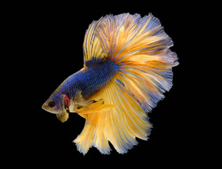 Dark blue and  Yellow tail Betta fish,Siamese fighting fish,siamese fighting fish betta splendens (Halfmoon betta,Betta splendens Pla-kad ( biting fish) isolated on black background.