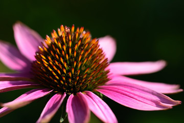 Close-up of a flowering red flower of the aster's genus with glowing petals and pollen against a dark background with text box