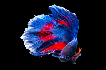 Colorful betta fish are fighting, Siamese fighting fish, Betta fish on black background with clipping path