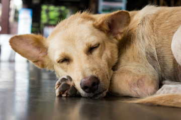 dog sleep in the floor 
