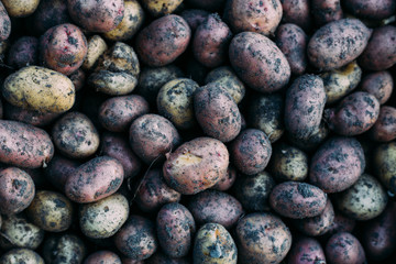 Harvested Young Fresh Potato In Wheelbarrow