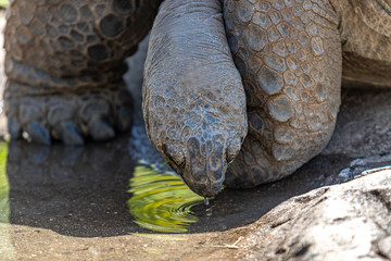 tortoise