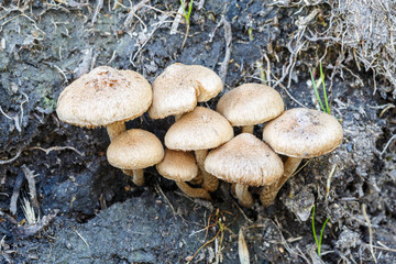 Grupo de setas lacrimaria aterciopelada en el borde de un sendero a finales del verano. Psathyrella...