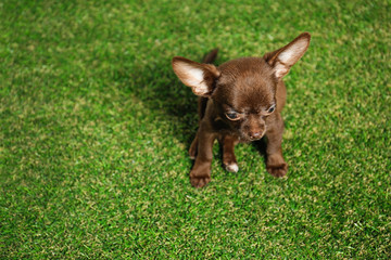 Cute small Chihuahua dog on green grass. Space for text