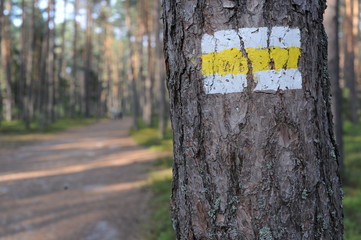 Fototapeta premium Walking trail marks and signs on trees showing direction for hikers in forest