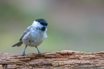Willow Tit (Poecile montanus) in the forest sitting on a very rotten branch. Finland Scandinavia.