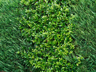 green space decor hedge yard home background.