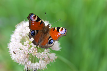 A butterfly peacock sits on a flower of onions on a green background.