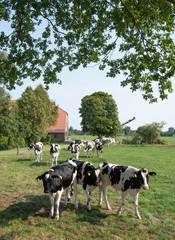 black and white cows in meadow between aurich and leer in lower saxony