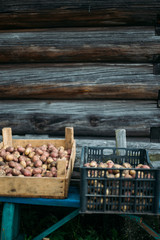 Raw Potatoes at the vegetable market in old box