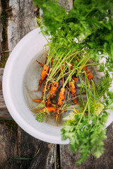 Bunch Of Homegrown Organic Carrots