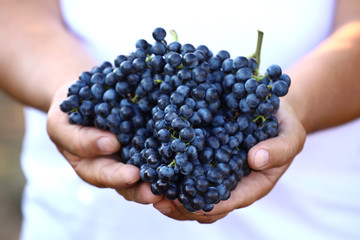 Man holding bunches of fresh ripe juicy grapes, closeup