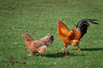 Rooster and hen at Western Springs park in Auckland
