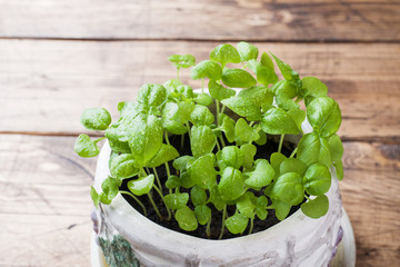 Seedlings of Basil in a ceramic pot. Green seedlings of fragrant grass, young plants, leaves and gardening.