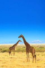 Giraffes in the African savannah. Masai Mara National Park, Kenya. Africa landscape.