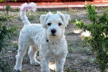 portrait of a dog on the street