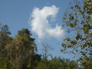 C shape cloud over the trees