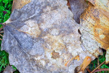 france, chevreuse valley : leaves in forest in autumn