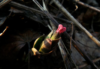 Spring flower lungwort