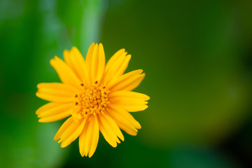 Yellow fresh blooming flowers image on a green background