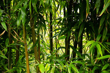 Fototapety  Zielone pędy bambusa i liście rosnące na terenie posiadłości National Trust Overbecks, edwardiańskiego domu słynącego z tropikalnych ogrodów położonych na klifach z widokiem na Salcombe Dorset
