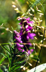 Summer flowering Vicia villosa. Field wild flower fodder vetch close-up on a bokeh backdrop.