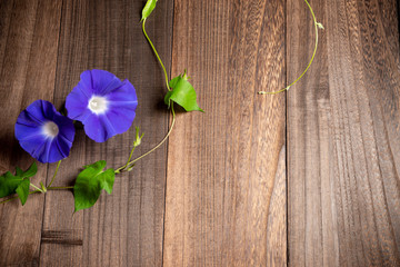 青紫のアサガオ