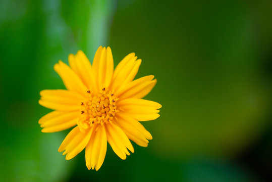Yellow fresh blooming flowers image on a green background