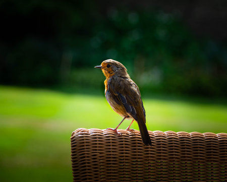 A Robin sitting on a rattan chair in the famous Overbecks tropical gardens on top of the cliffs overlooking Salcombe Harbour - Powered by Adobe