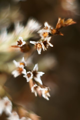 Defocused wallpaper for smartphone. Colorful blurred background with macro dry limonium flowers.