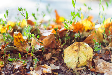 Autumn preparation concept. Season specific. Blurred underwood close up.