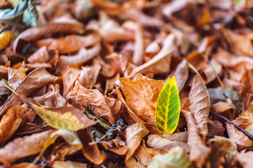 Orange autumn fallen leaves lying on ground. Season specific concept, soft focus.