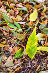 Autumn background. Yellow leaf in autumn park on green blurred background in soft focus.