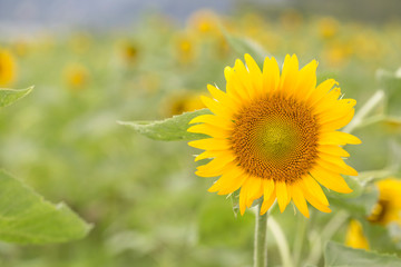 Yellow sunflowers. Field of sunflowers, rural landscape.