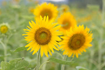 Obraz premium Yellow sunflowers. Field of sunflowers, rural landscape.