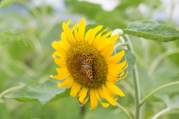 Yellow sunflowers. Field of sunflowers, rural landscape.
