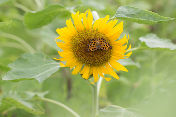 Fototapeta premium Yellow sunflowers. Field of sunflowers, rural landscape.