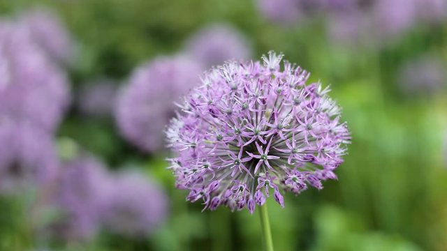 blooming purple decorative green onion Allium in a strong wind close-up