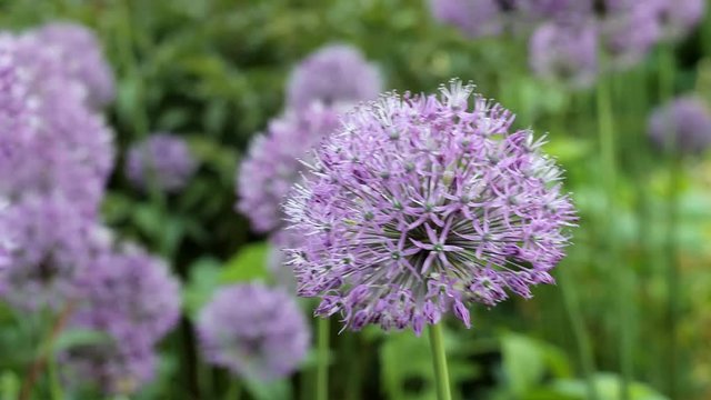blooming purple decorative green onion Allium in a strong wind close-up on a blurred background