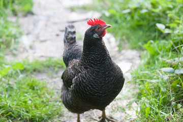 Black maran hen free range red comb 