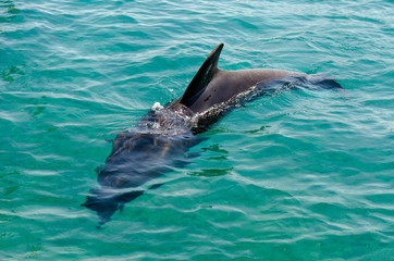 Smart dolphin at the Dolphin Reef in Eilat, on the shores of the Red Sea