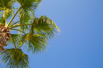 Obraz na płótnie Canvas Clear blue sky and palm tree. Tropical background