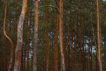 Pine forest. Pine trunks close-up